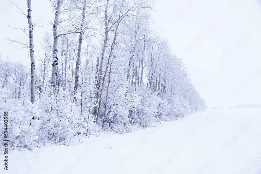 Rural winter white view of icy trees after snow.