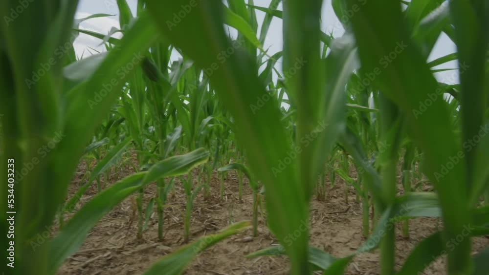 Low gimbal shot through young corn stalks in corn field in Pennsylvania Low gimbal shot through young corn stalks in corn field in Pennsylvania
