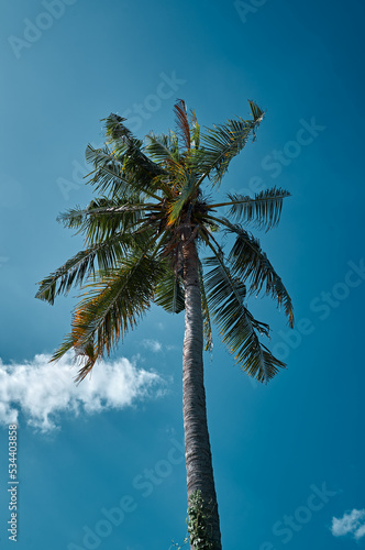 palm tree with clear blue sky