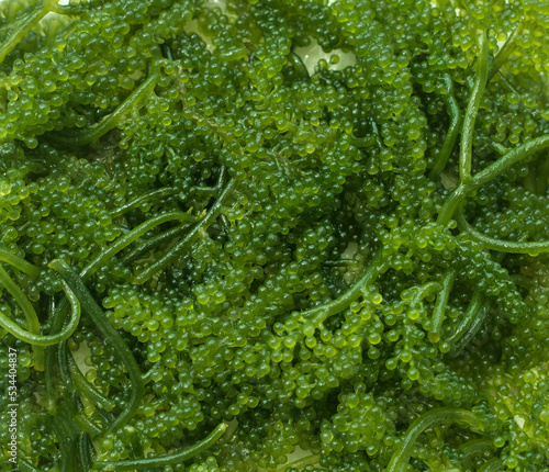 Closeup seaweed umibudo. Sea grapes.
