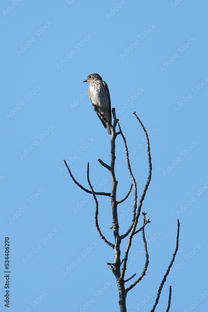 grey streaked flycatcher on a branch grey streaked flycatcher on a branch