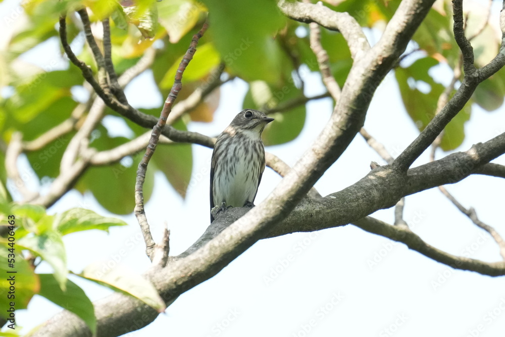 grey streaked flycatcher on a branch grey streaked flycatcher on a branch