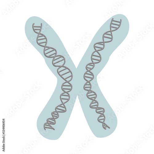 The genetic material (DNA) that carries specific information for organism are condense in chromosome molecule.