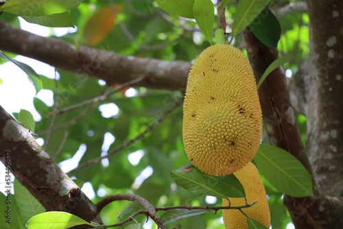 fruit on tree