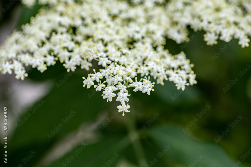 Sambucus nigra growing in meadow, close up Sambucus nigra growing in meadow, close up