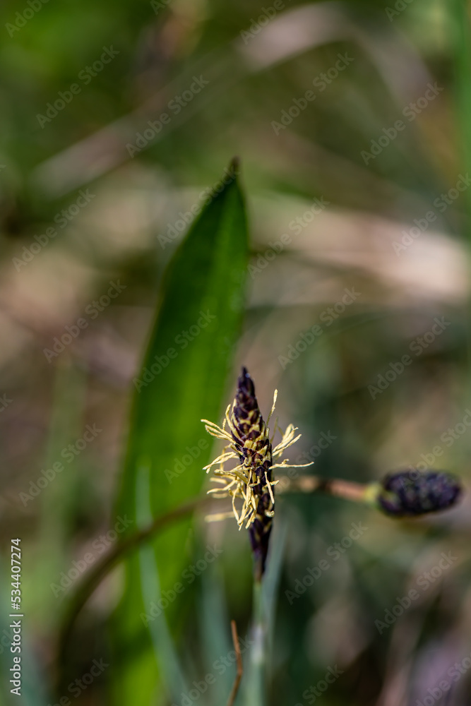 Carex caryophyllea flower growing in meadow, close up Carex caryophyllea flower growing in meadow, close up