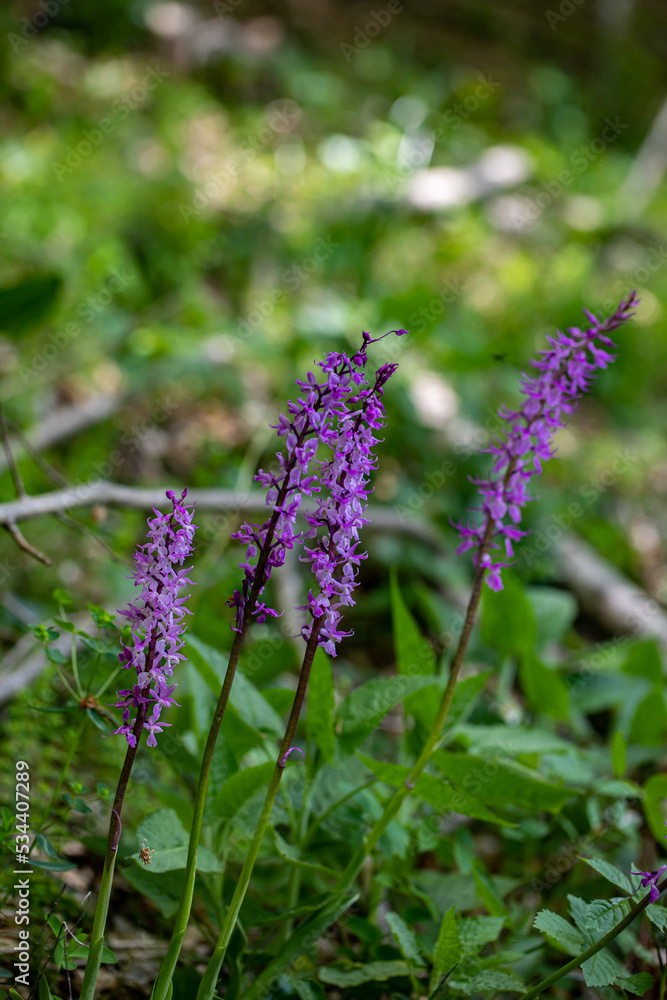 Orchis mascula flower growing in meadow, close up Orchis mascula flower growing in meadow, close up