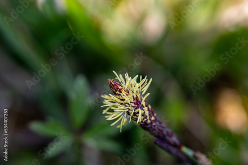 Carex caryophyllea flower growing in meadow, close up	