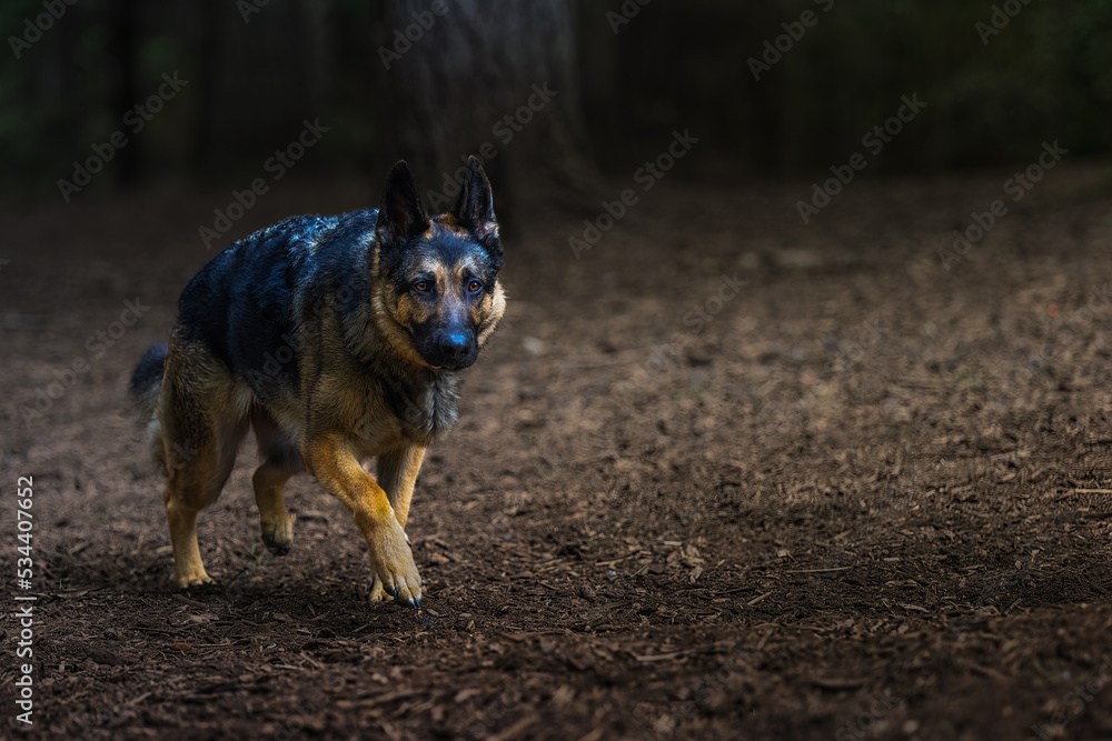 2022-09-29 A YOUNG GERMAN SHEPARD WALKING THROUGH A OFF LEASH DOG PARK ON BAINBRIDGE ISLAND WASHINGTON