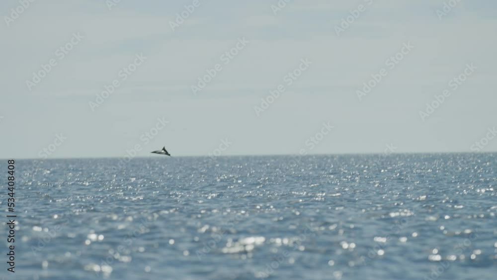 Slow motion of sting ray jumping in wide open ocean