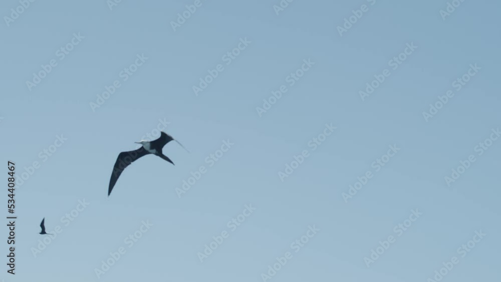 Slow motion of seagull flying with blue sky backdrop Slow motion of seagull flying with blue sky backdrop