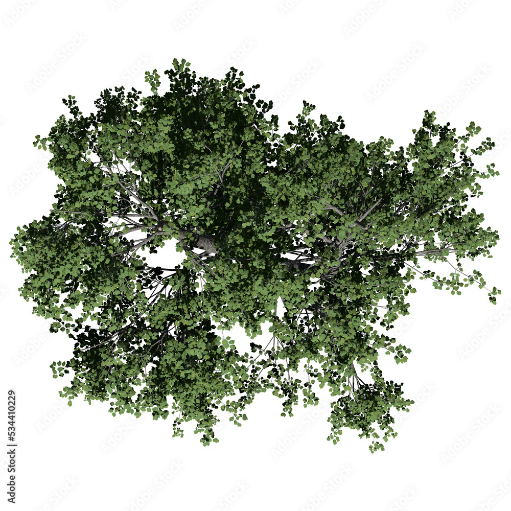 Green Ash Tree – Top View Green Ash Tree – Top View
