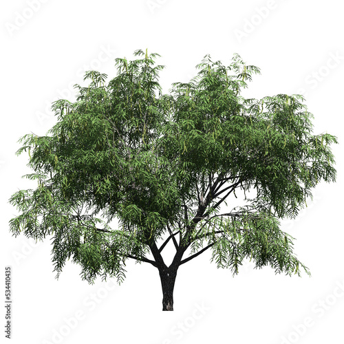 Honey Mesquite Tree – Front View