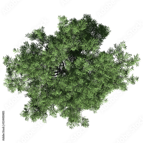 Obraz na plátně Honey Mesquite Tree – Top View