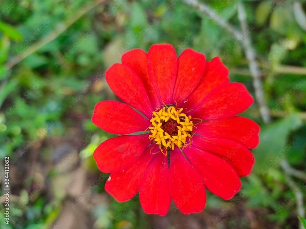 Deep red flowers in the yard are good for decoration Deep red flowers in the yard are good for decoration