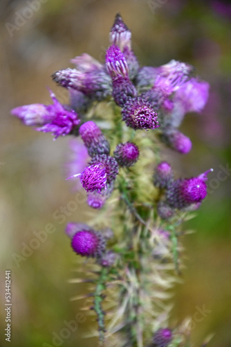 Purple ring thistles (Carduus) close-up, in flower, in Scotland