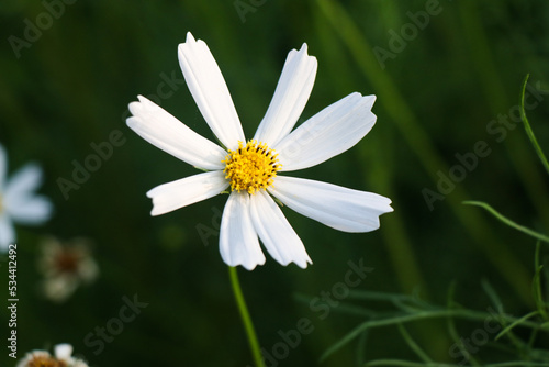 daisy flower