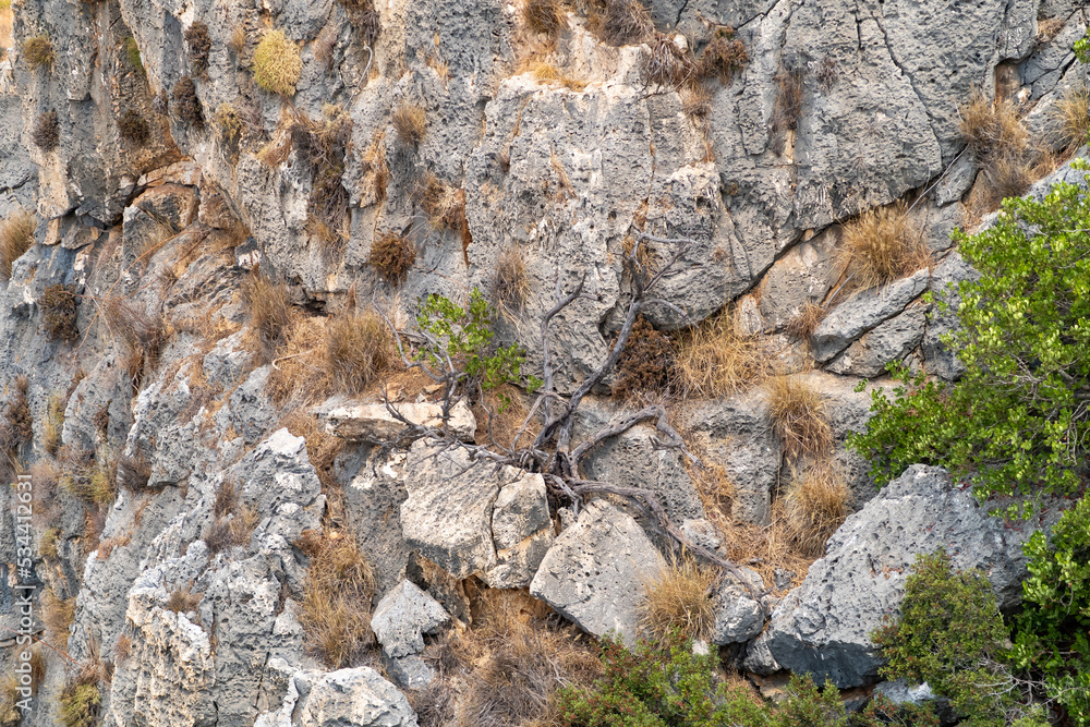 A half-withered  tree grows on a stone slope of a mountain in the national reserve - Nahal Mearot Nature Preserve, near Haifa, in northern Israel