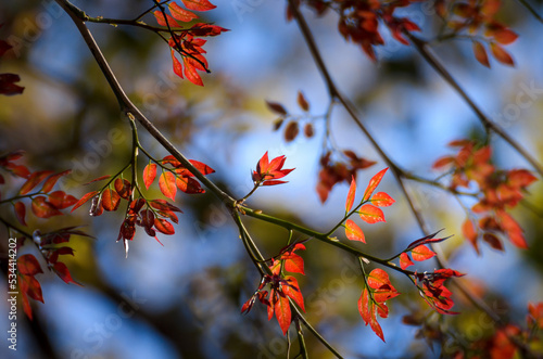 red autumn leaves
