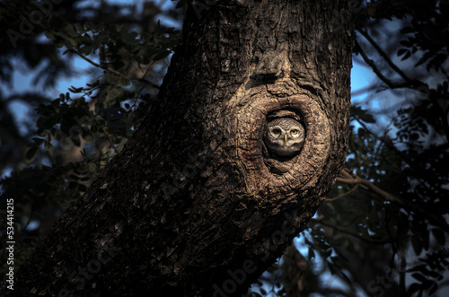 owl in the tree