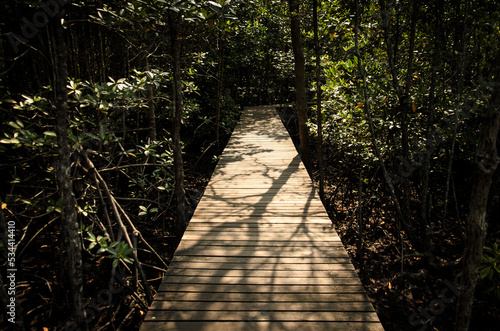 path in the forest