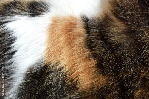 Cat fur texture background. Calico or tortoiseshell cat fur background. Pet hair or coat texture.