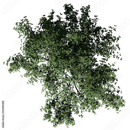 Kousa Dogwood Tree – Top View photo