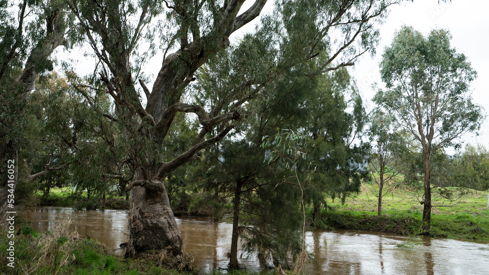 Flooded gumtree in Mudgee river Flooded gumtree in Mudgee river
