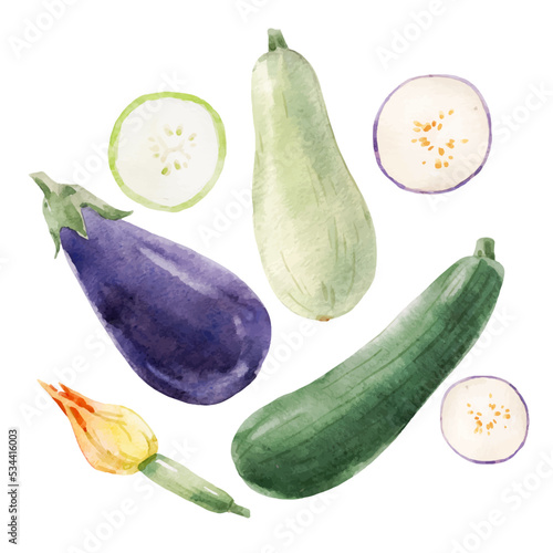 Beautiful vector stock clip art illustration with hand drawn watercolor tasty eggplant zucchini and marrow vegetable. Healthy vegan food.