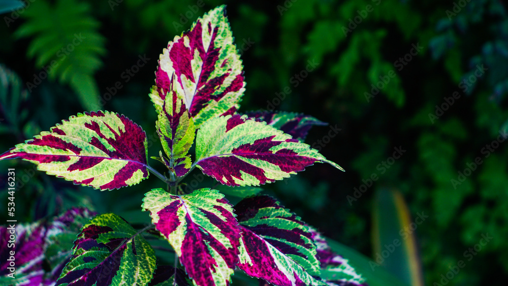 Red and green leaves of Coleus Solenostemon scutellarioides. Red and green leaves of Coleus Solenostemon scutellarioides.