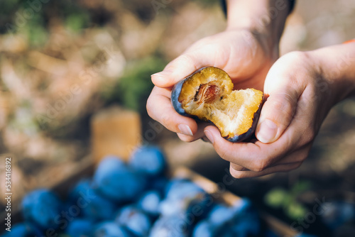 close-up hands break fruit, plum harvest, ripe organic wholesome food 