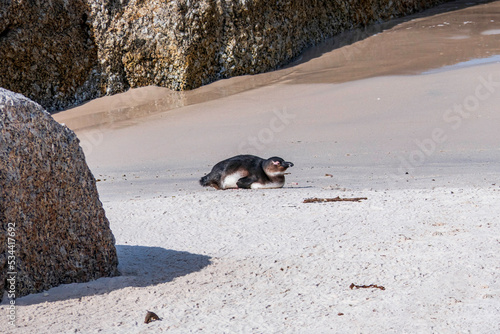 African penguin walking on the sandy beach. African penguin. Boulders colony.