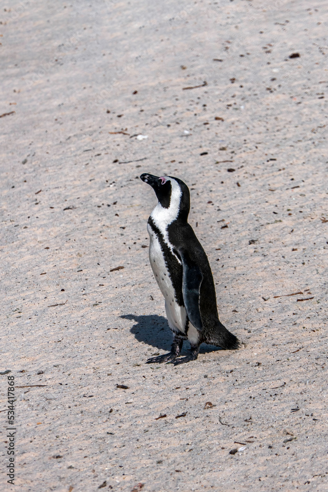 Fototapeta premium African penguin walking on the sandy beach. African penguin. Boulders colony.