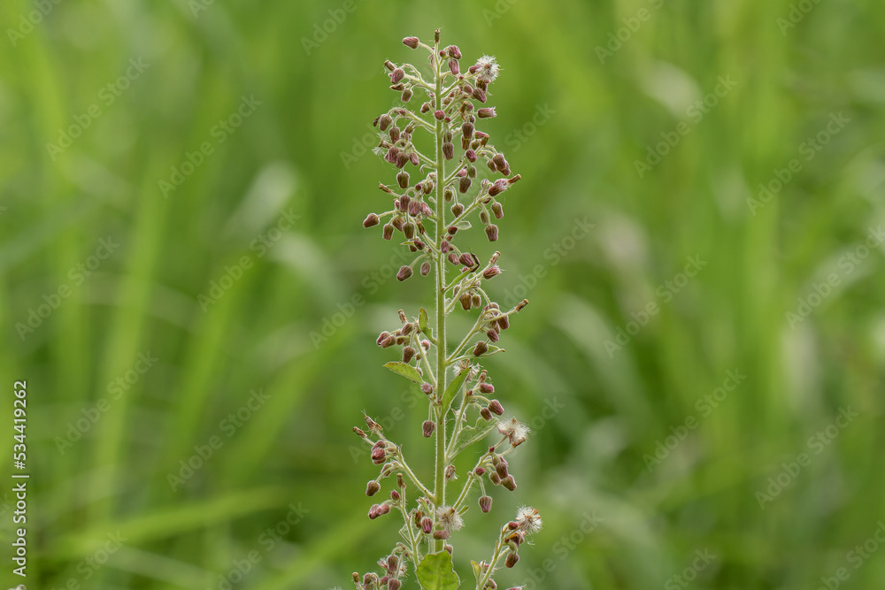 Alumroot grass flower buds that have not yet bloomed are brown, plant stems and flower stalks have white hairs