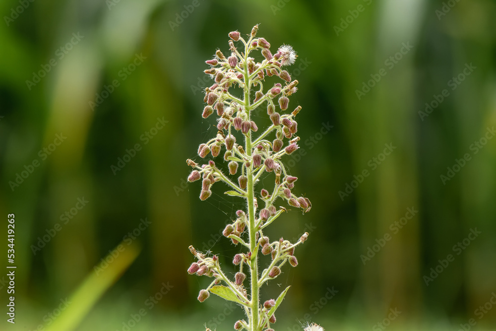 Alumroot grass flower buds that have not yet bloomed are brown, plant stems and flower stalks have white hairs
