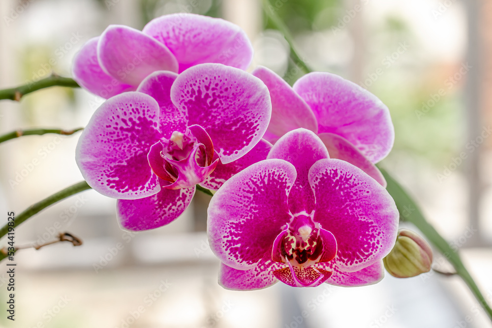 Obraz premium Closed up of Moth Orchid or moon orchids that are blooming in a combination of purple, pink and white