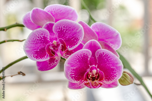 Closed up of Moth Orchid or moon orchids that are blooming in a combination of purple  pink and white