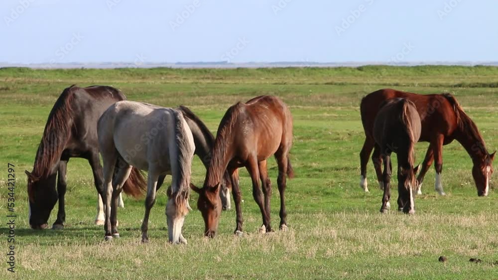 Small herd of horses grazing on grassland by the Wadden Sea. Netherlands. Small herd of horses grazing on grassland by the Wadden Sea. Netherlands.