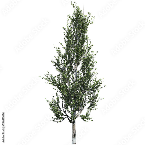 Lombardy Poplar Tree – Front View photo