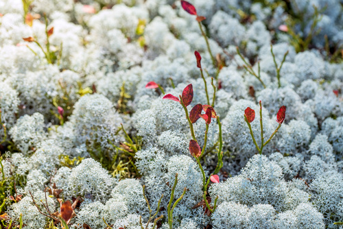 Soft moss and fresh branches with red leaves in the early morning sun in the forest. 