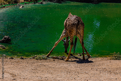 Photography giraffe drinks water from the lake