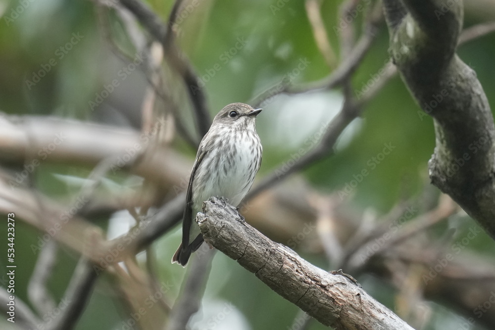 grey streaked flycatcher on a branch grey streaked flycatcher on a branch