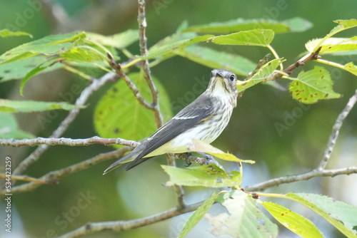 grey streaked flycatcher on a branch photo