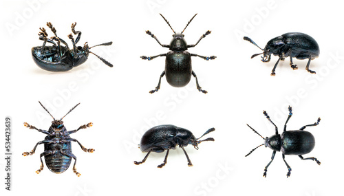 Group of blue milkweed beetle isolated on white background. View from the bottom. Insect. Animals.