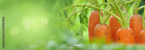 carrots growing among leaf in a garden with copy space at the left