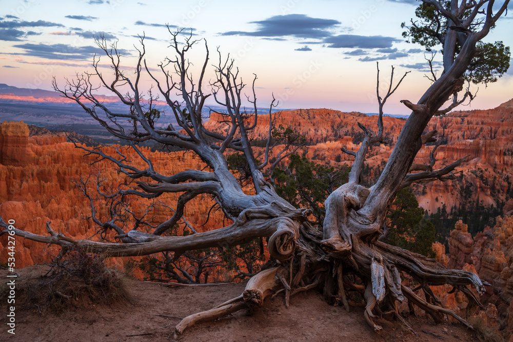 dead tree at bryce canyon