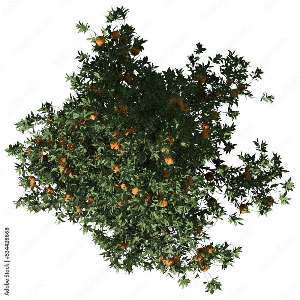 Orange Tree – Top View