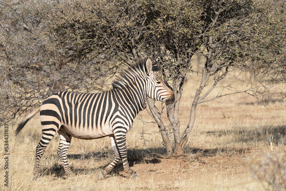 african plains zebra on the dry brown savannah grasslands browsing and grazing. focus is on the zebra with the background blurred, the animal is vigilant while it feeds african plains zebra on the dry brown savannah grasslands browsing and grazing. focus is on the zebra with the background blurred, the animal is vigilant while it feeds