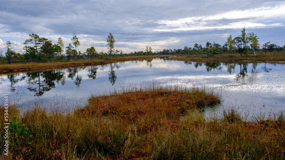bog landscape, bog vegetation painted in autumn, small swamp lakes, islands overgrown with small bog pines, grass, moss cover the ground, Kemeri National Park, Latvia bog landscape, bog vegetation painted in autumn, small swamp lakes, islands overgrown with small bog pines, grass, moss cover the ground, Kemeri National Park, Latvia