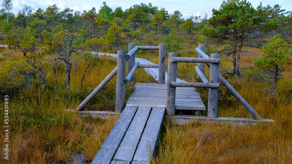 Kemeru, National Nature Park. A wooden path through marsh wetlands with small pines, bog plants and ponds. Hiking route for outdoor activities and a healthy lifestyle. - obrazy, fototapety, plakaty 